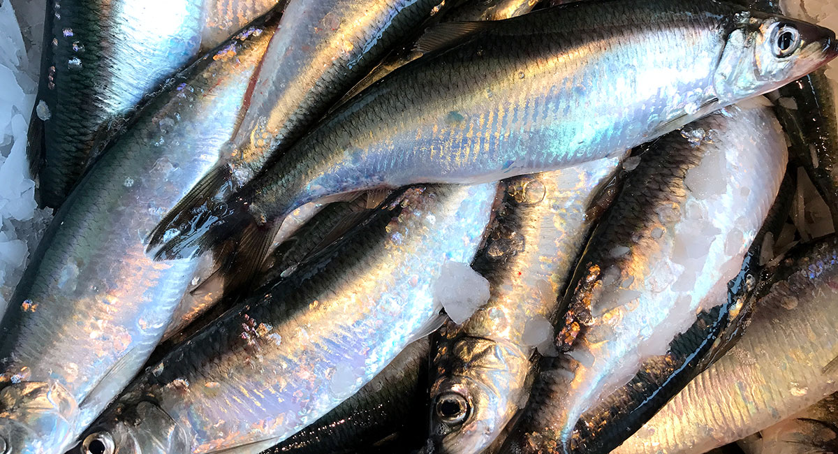 Sild_Camilla-N%c3%a6ss.jpg (1)