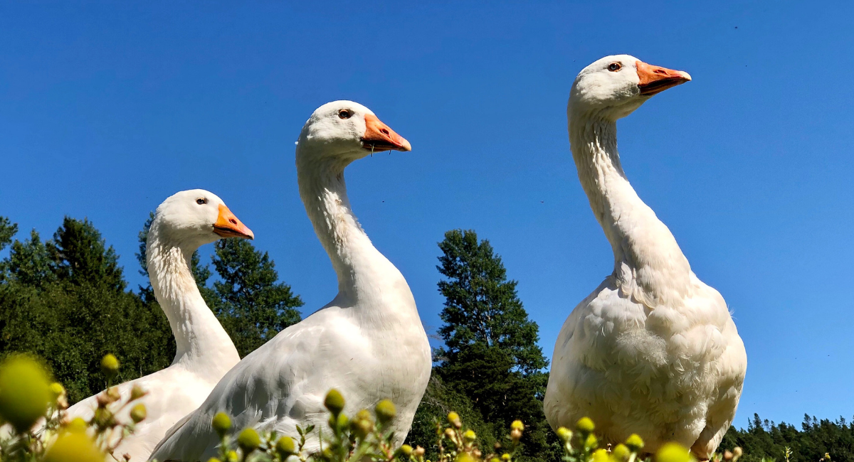 650 1200 True True 1 95 Fileshare Filarkivroot Nyheter 2021 Norsk Hvit Gås Hammerfjeld Gård Norsk Hvit Gås Under Blå Himmel Png